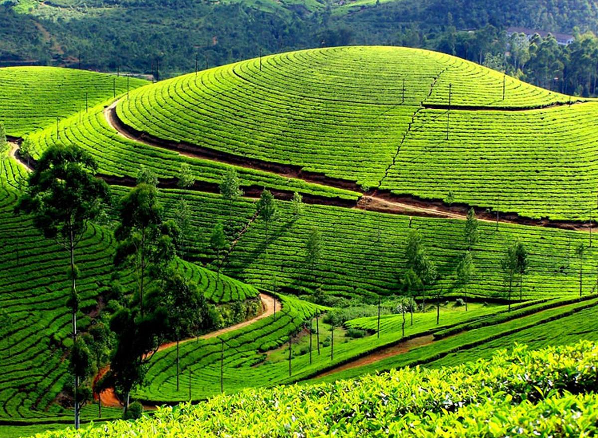 Munnar landscapes